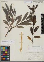Foto von Salix hegetschweileri Heer x Salix laggeri Wimm.